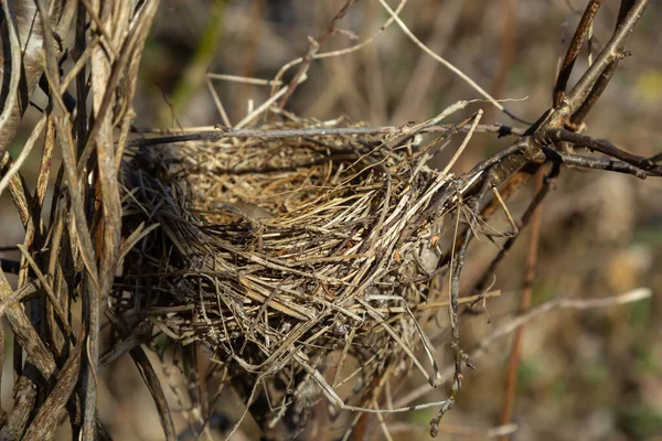 Lege Vogelnest Voorjaarsbos Bush Een Verlaten Nest Van Een Vogel — Stockfoto