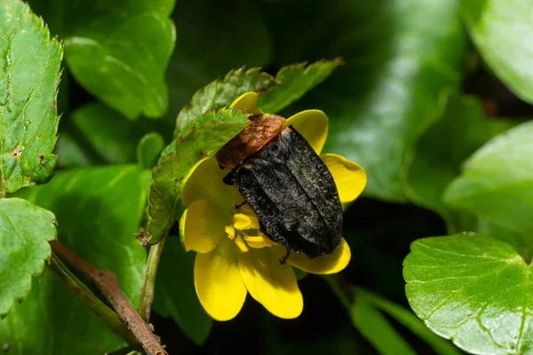 Chrząszcz Padlinowy Oiceoptoma Thoracica Siedzi Żółtym Kwiatku Wczesną Wiosną Lesie — Zdjęcie stockowe