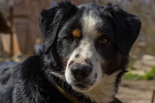 Zwarte Bastaard Hond Ketting Oude Verweerde Houten Kennel Achtergrond Landelijke — Stockfoto