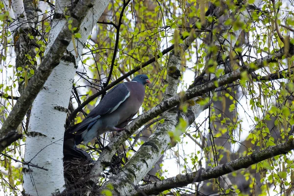Columba Palumbus Bird Sur Une Branche Bouleau Juin Pigeon Des — Photo