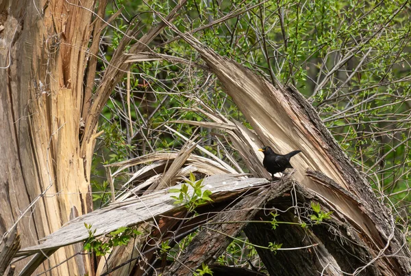 常见的黑鸟杜鹃是一种较大的长尾鸟类 分布广泛 因此是最受欢迎和最有名的鸟类之一 鸟栖息在树枝上 — 图库照片