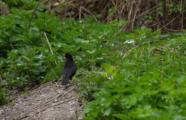 The common blackbird Turdus merula is a relatively large and long-tailed bird, widespread and common, and therefore one of the most popular and well-known birds.Bird perched on branch.