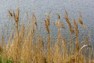 Yaygın kamış Phragmites australis. Göl suyunun arka planına karşı sazlıktan yapılma tüylü kuru gövdeler. Tasarım için Doğa Konsepti.