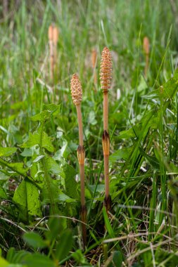 Seçici odaklanma. At kuyruğu salınımının spor taşıyan çekimi. Equisetum arvense. Baharda at kuyruklu sporiferöz dikenli at kuyruğu. At kuyruğunun tartışmalı konileri.