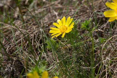 Adonis vernalis, yaygın olarak sülün gözü olarak adlandırılan, ilkbaharın başlarında açan narin ve çarpıcı bir çiçektir. Canlı sarı yaprakları koyu yeşil yapraklarına karşı çok güzel bir şekilde tezat oluşturur..