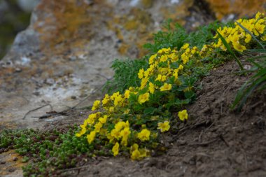 Potentilla neumanniana sarı çiçekli bir çalıdır..