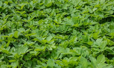 Arka plan için yeşil yapraklar, doğanın dokusu. Bahar konsepti, çevre koruma.