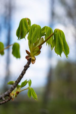 Bulanık arkaplanda yeni yapraklar olan bahar kestanesi dalı.