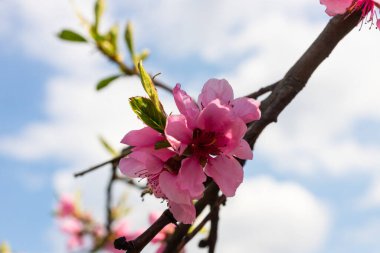 Şeftali ağacı, bulanık arkaplan. Baharda çiçek açan, pembe çiçekli bir ağaç. Bahar bahçesinin güzelliği, bahar konsepti.