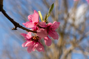 Şeftali ağacı, bulanık arkaplan. Baharda çiçek açan, pembe çiçekli bir ağaç. Bahar bahçesinin güzelliği, bahar konsepti.