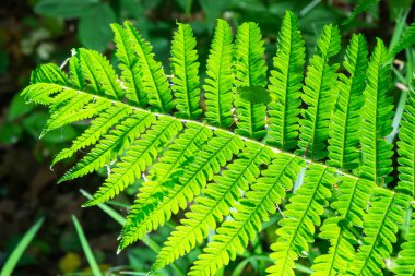 Fern, sporlarla üreyen ve ne tohumu ne de çiçeği olan bir damar bitkisi grubunun üyesidir. İlaç fabrikası..