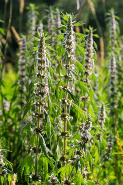 Leonurus cardiaca, known as motherwort. Other common names include throw-wort, lion's ear, and lion's tail. Medicinal plant. Grows in nature.