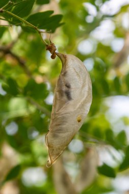Kolutea ağaç kesimleri. Süslü bahçe bitkisi. Çekimlerde tohumlar.