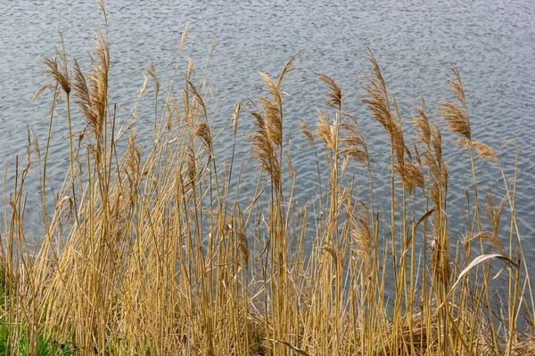 Common Reed Phragmites Australis Thickets Fluffy Dry Trunks Common Reed — Stock Photo, Image