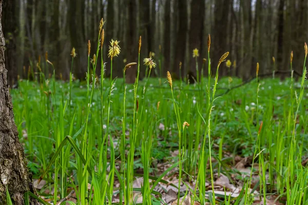 Heckenrose Blüht Der Natur Frühling Carex Pilosa Familie Der Cyperaceae — Stockfoto