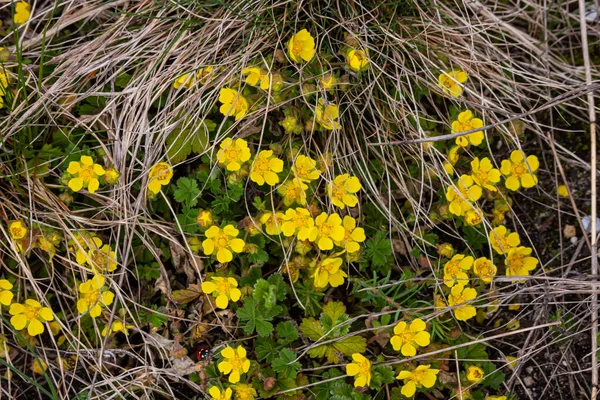 Potentilla Neumanniana Een Struik Met Gele Bloemen — Stockfoto
