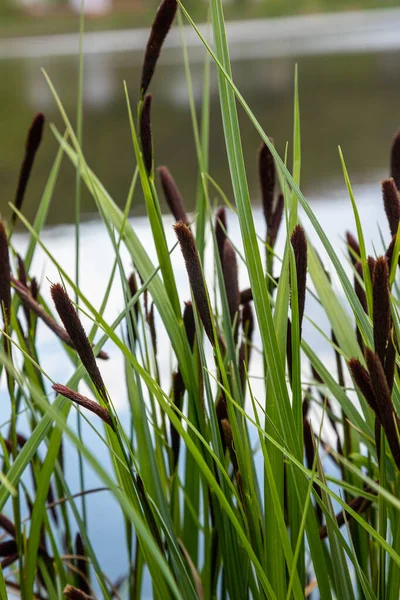 Carex Acuta Palaearktiszi Szárazföldi Ekorégiók Folyóinak Tavainak Peremén Nedves Lúgos — Stock Fotó