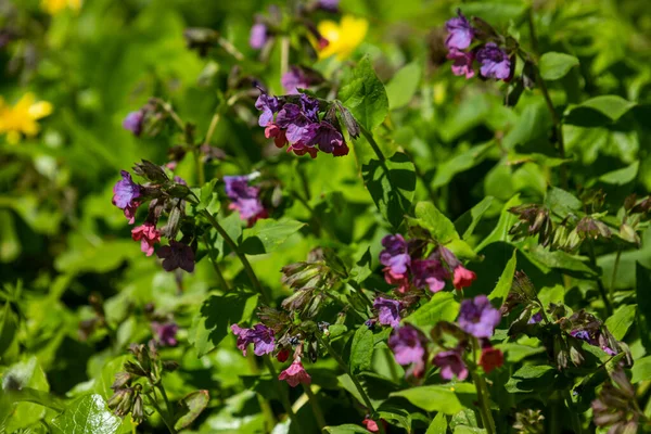 Flor Pulmonaria Brilhante Primavera Lungwort Flores Sombras Diferentes Violeta Uma — Fotografia de Stock