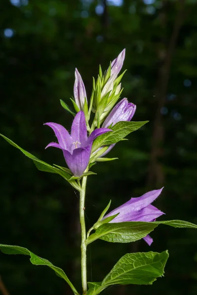 Close-up of flowering nettle-leaved bellflower on dark blurry natural background. Campanula trachelium. Beautiful detail of hairy violet bell shaped flowers on stem with green leaves. Selective focus.