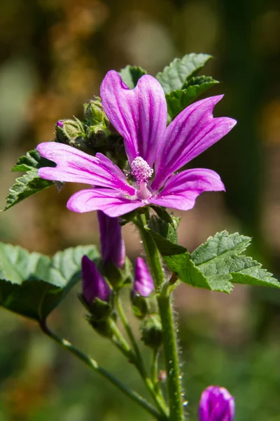 Kwiat Malwy Ogrodowej Kroplami Rosy Płatkach Lavatera Thuringiaca — Zdjęcie stockowe