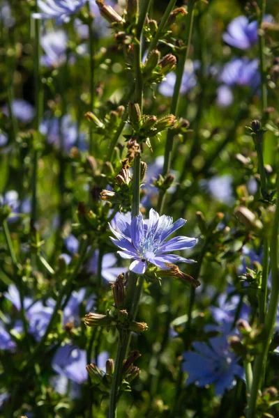 Kék Cikóriavirág Nyári Táj Hátterében — Stock Fotó