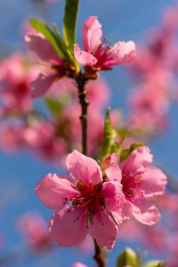 Şeftali ağacı, bulanık arkaplan. Baharda çiçek açan, pembe çiçekli bir ağaç. Bahar bahçesinin güzelliği, bahar konsepti.