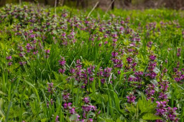 Deaf nettle blooming in a forest, Lamium purpureum. Spring purple flowers with leaves close up.