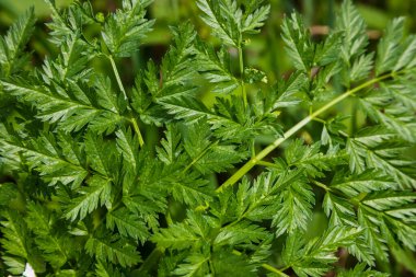 Arka plan için yeşil yapraklar, doğanın dokusu. Bahar konsepti, çevre koruma.