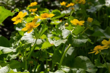 Caltha palustris, marsh-marigold ve kingcup olarak da bilinir, düğün çiçeği familyasından küçük ve orta büyüklükte bir bitkidir..