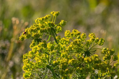 Euphorbia cyparissias, selvi spurge yeşil çiçekler yakın seçici odak.