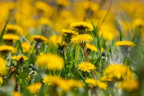 Green Field Yellow Dandelions Closeup Yellow Spring Flowers Ground — Stock Photo, Image