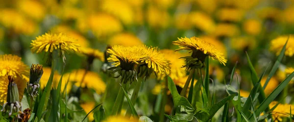 Campo Verde Com Dentes Leão Amarelos Fechar Flores Amarelas Primavera — Fotografia de Stock