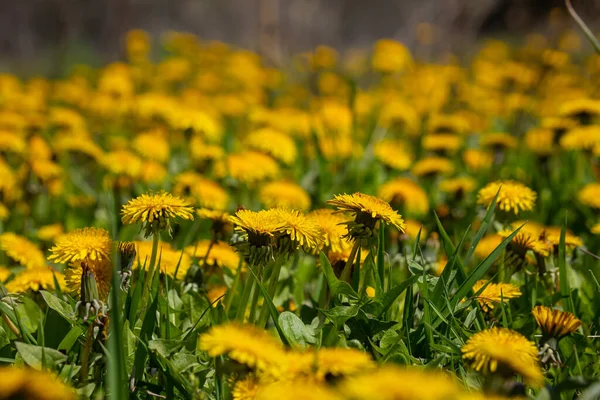 Field Blooming Yellow Dandelion Flowers Taraxacum Officinale Park Spring Time — Stock Photo, Image