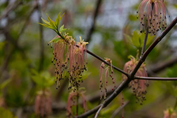 Der Eschenblättrige Ahorn Acer Negundo Blüht Zeitigen Frühling Sonnigem Tag — Stockfoto