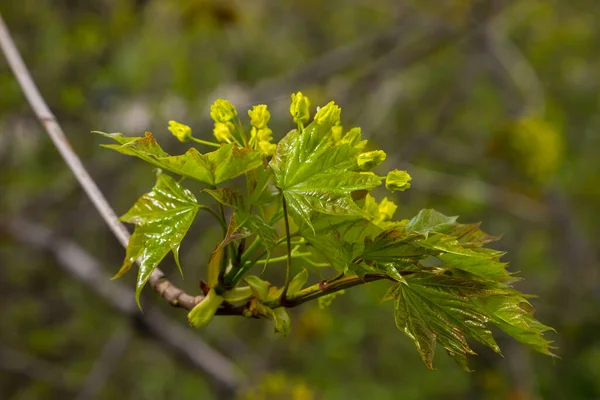 Σφενδάμου Acer Platanoides Ανθίζει Πριν Ανθίσουν Φύλλα Κίτρινα Αρωματικά Λουλούδια — Φωτογραφία Αρχείου