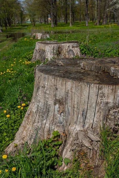 A tree stump in a spring forest, ecological problems associated with deforestation.