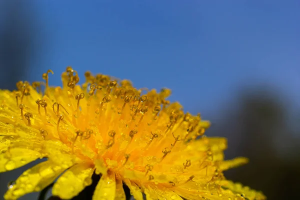 Žluté Sedmikrásky Kvetou Dešti Pylová Zrna Jsou Pokryta Kapkami Vody — Stock fotografie