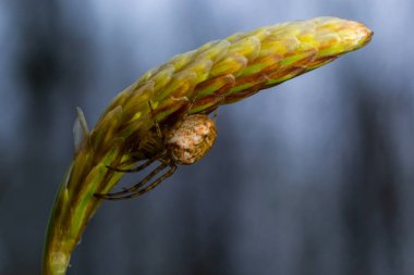 Yeşil yaprağın ucundaki Metellina örümceğinin makro görüntüsü, doğal ortamda vahşi yaşam.