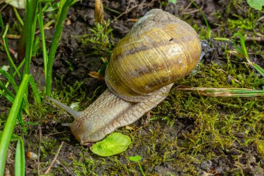 Helix pomatia ayrıca Romalı salyangoz, Burgundy salyangozu, yenilebilir salyangoz veya salyangoz, Helicidae familyasından bir karasal pulmonat yumuşakçasıdır..