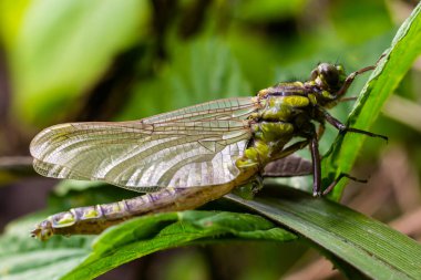 Dragonfly Gomphus vulgatissimus yeşil arka plan makro görüntüsünün önünde çiğ tanesiyle. Kanatlarda. Güneşli bir yaz sabahının mavi çiçekleri.