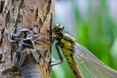 Larva yusufçuğu gri kabuğu. Gomphus vulgatissimus 'un Nymphal Exuvia' sı. Exuvia 'dan sarkan beyaz iplikler trakeae çizgileri. Exuviae, kuru dış kaplama çimen yaprağı üzerinde.