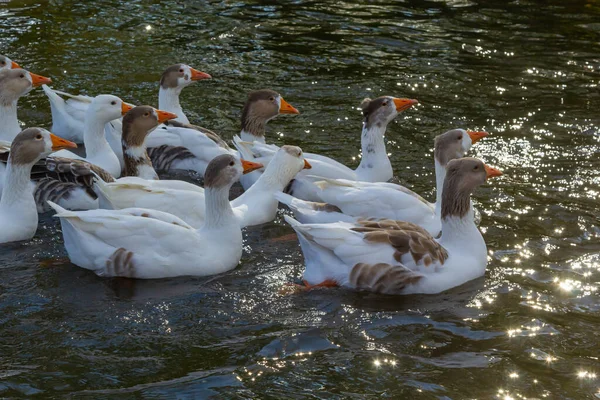 家鹅在河里游泳 炎炎夏日 一群家鹅在河边 — 图库照片