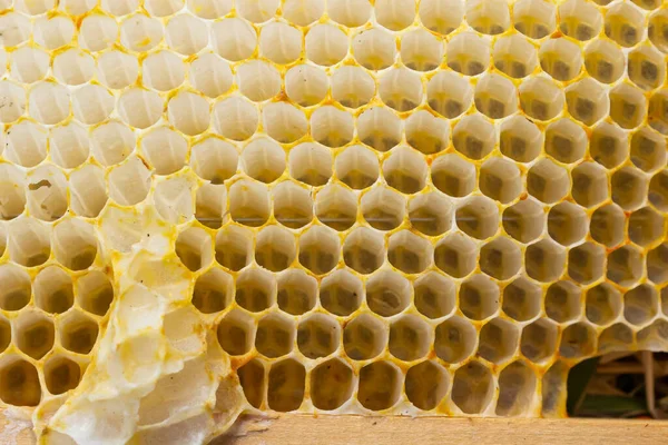Méhsejt Méhek Közelednek Egy Fából Készült Keretben Egy Működő Buckfast — Stock Fotó