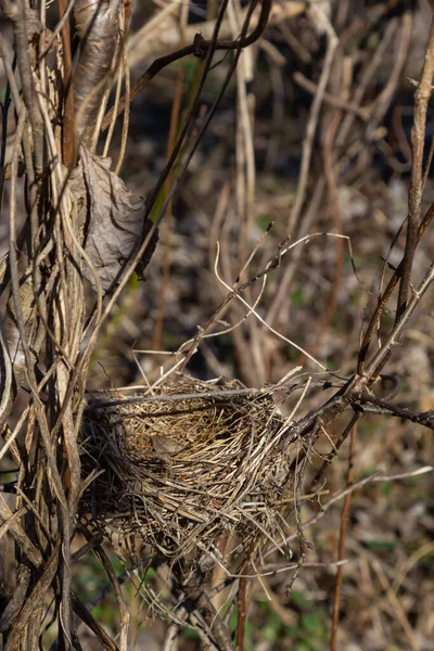 空鸟巢 春天的森林里 在灌木丛中 有一个废弃的鸟巢 它可能会返回去产卵 生儿育女 — 图库照片