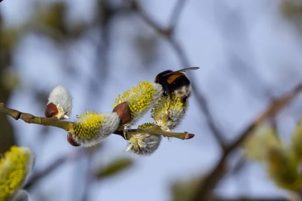 Bee Collects Pollen Yellow Spring Flower Willow Branch Yellow Spring — Stock Photo, Image