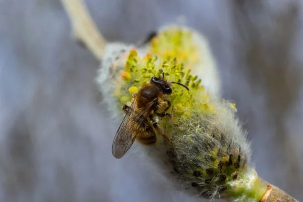bee collects pollen on a yellow spring flower. willow branch with yellow spring flowers. delicate willow flowers in spring. Active work of bees to collect pollen. lot of pollen and nectar. close-up.