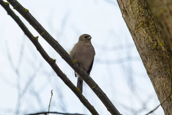 stock image Common chaffinch sits on a tree. Beautiful songbird Common chaffinch in wildlife. The common chaffinch or simply the chaffinch, latin name Fringilla coelebs.