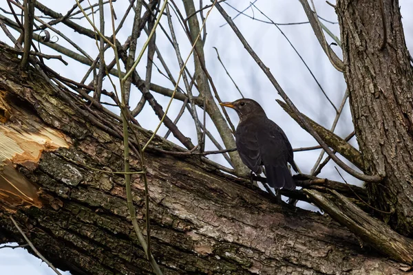 Common Blackbird Turdus Merula Relatively Large Long Tailed Bird Widespread — Stock Photo, Image