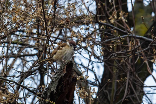 Burung Pipit Pohon Eurasia Passer Montanus Potret Burung Hutan Biasa — Stok Foto