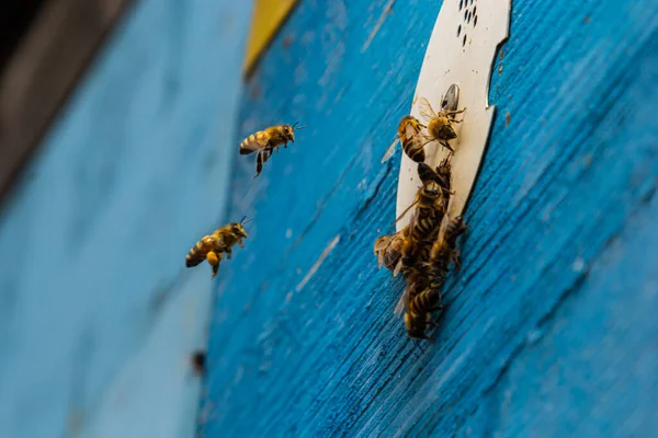 Grupa Pszczół Pobliżu Ula Locie Drewniany Pszczoły Pszczoły Wylatują Wlatują — Zdjęcie stockowe